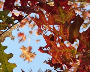 SAKY STEEL Successfully Concludes Its Second Photography Contest